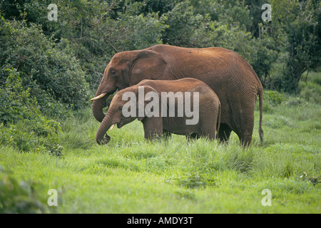 Una femmina di elefante e la sua alimentazione bambino tranquillamente sul bordo della giungla nel Parco nazionale di Aberdare sulle pendici del Monte Kenya Foto Stock