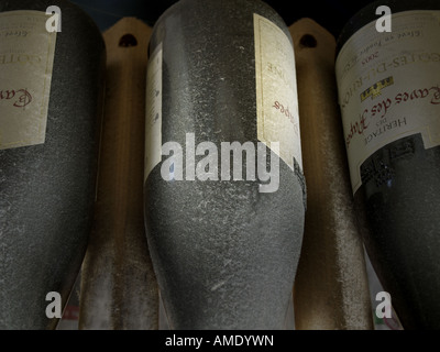 Polverose bottiglie di vino in un rack di vino Foto Stock