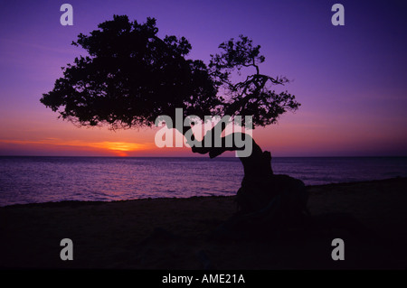 Eagle Beach, Aruba, Piccole Antille, dei Caraibi Foto Stock