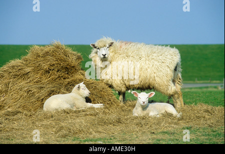 Pecora e gli agnelli in una fattoria nel nord Frisia in Germania Foto Stock