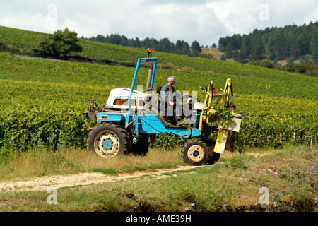 Operaio della vigna vitigni di trimming in prossimità di Pommard nella Côte de Beaune Regione del Vino della Francia Foto Stock