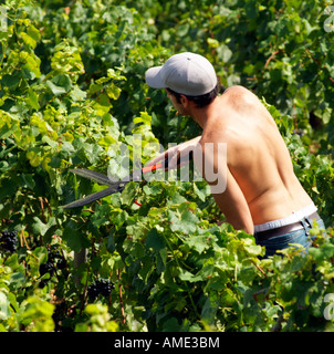 Operaio della vigna vitigni di trimming in prossimità di Pommard nella Côte de Beaune Regione del Vino della Francia Foto Stock