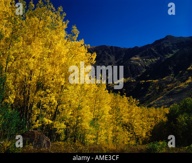 Aspen alberi sfoggia i loro brillanti colori giallo durante l'autunno in alte vette del Colorado Foto Stock