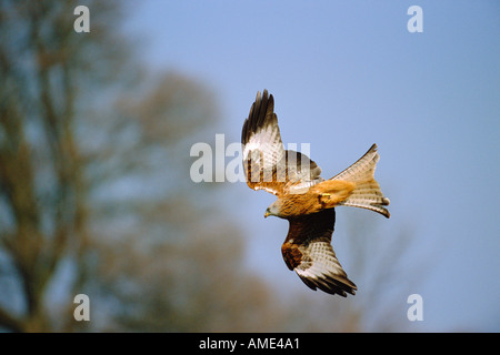 Nibbio reale Milvus milvus adulto immersioni per preda Wales UK Foto Stock