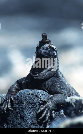 Marine iguane e lucertole di lava (Amblyrhynchus cristatus, Tropidurus ssp.), la vista migliore, Ecuador, Galapagos Foto Stock