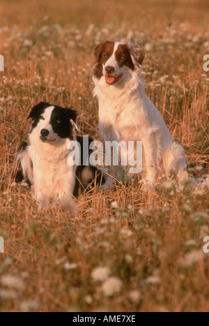 Ritratto di due Border Collies nel campo Foto Stock