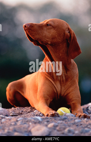 Vizsla con palla da tennis Foto Stock