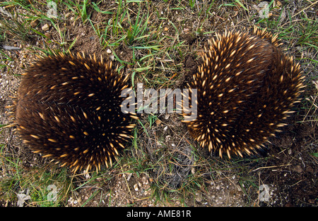 Echidnas, Australia Foto Stock