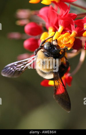 Fiore di Asclepias tuberosa con un insetto bombus seduto su un fiore, immagini in vendita su Alamy verticali negli USA US ad alta risoluzione Foto Stock