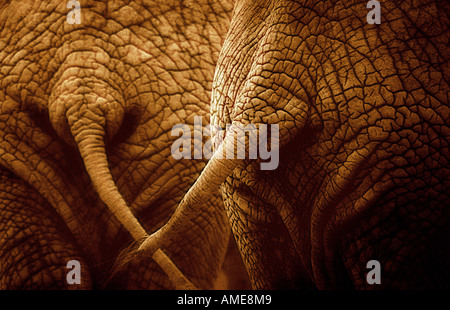 Close-Up di elefanti appoggia Foto Stock