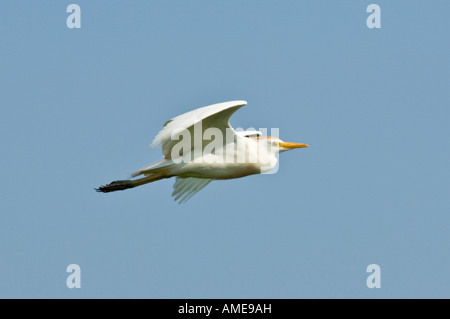 Airone guardabuoi (Bubulcus ibis) in volo Foto Stock