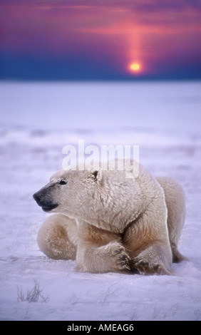 Orso polare Foto Stock