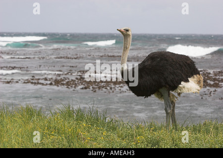(Struzzo Struthio camelus), maschio al litorale, più grande, di ratiti in Sudafrica, West Cape, Capo di Buona Speranza Foto Stock