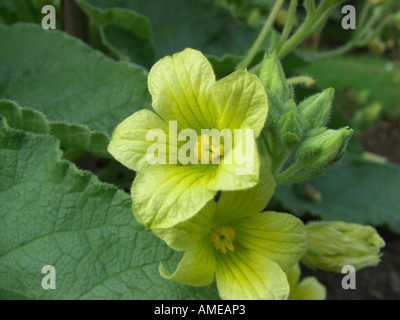 Schizzo cetriolo, Wild Squirting Cetrioli (Ecballium elaterium), fiori Foto Stock