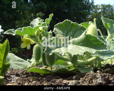 Schizzo cetriolo, Wild Squirting Cetrioli (Ecballium elaterium), con fiori e frutti Foto Stock