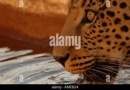 Leopardo Africa Foto Stock
