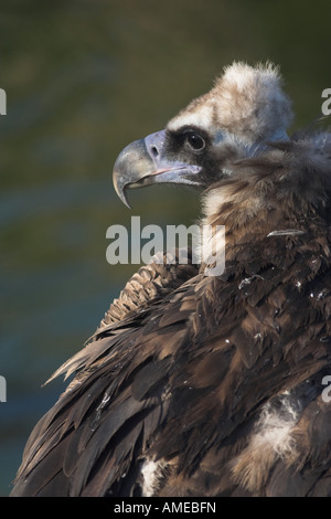 Unione avvoltoio nero Aegypius monachus Foto Stock