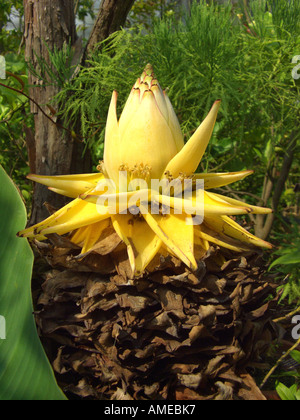 Golden Lotus Banana (Musella lasiocarpa, Musa lasiocarpa), infiorescenza Foto Stock