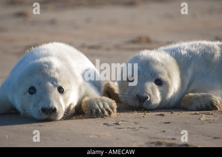 Grigio cuccioli di foca, Donna Nook, Lincolnshire, Regno Unito. Foto Stock