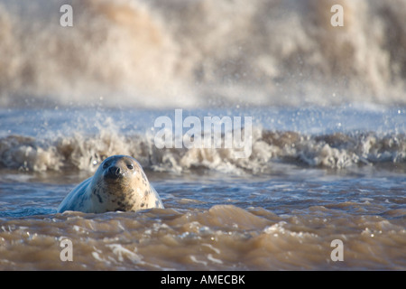 Guarnizione grigio, Donna Nook, Lincolnshire, Regno Unito. Foto Stock