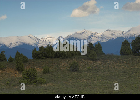 Il ginepro comune, massa ginepro (Juniperus communis), un gruppo di alberi con le montagne Pirin in background, Bulgaria Foto Stock