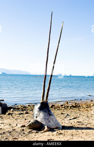 Rare tusked doppia narwhal visualizzati sulla spiaggia dopo essere stati cacciati tradizionalmente Foto Stock