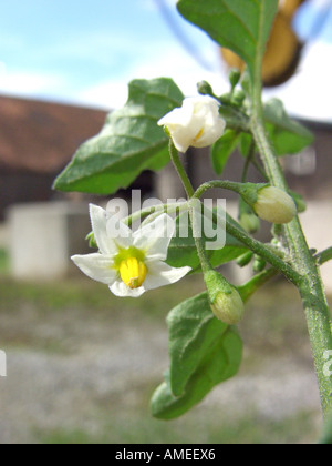 Comune di nightshade, erba morella (Solanum nigrum), fioritura Foto Stock