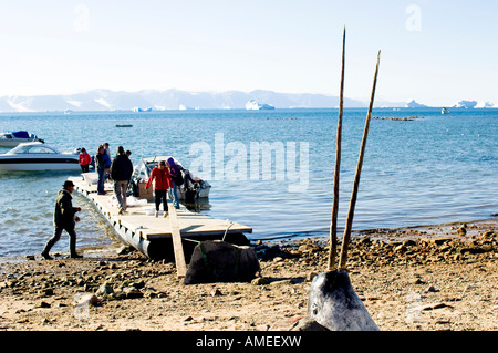 Rare tusked doppia narwhal visualizzati sulla spiaggia dopo essere stati cacciati tradizionalmente Foto Stock