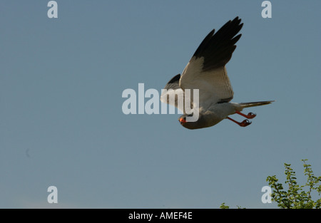 Africa di uccelli Foto Stock