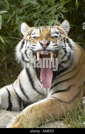 Tigre Siberiana, Amurian tiger (Panthera tigris altaica), il ritratto di un brontolio animale singolo Foto Stock