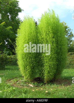 Cipresso estivo (Bassia scoparia F. trichophylla, Kochia scoparia F. trichophylla), pianta da giardino Foto Stock