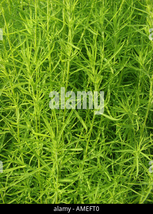 Estate Cypress (Bassia scoparia f. trichophylla, Kochia scoparia f. trichophylla), fogliame Foto Stock