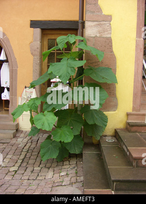 Empress tree (Paulownia tomentosa), naturalizzato impianto in una città Foto Stock