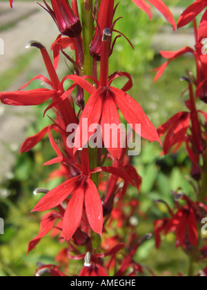 Il Cardinale Fiore, Cardinalflower, Rosso Lobelia, Scarlet Lobelia (Lobelia cardinalis), fiori Foto Stock