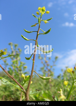 Marsh-giallo (cress Rorippa palustris), infiorescenza (racemo) Foto Stock