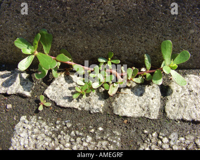 Purslane comune, verde purslane (Portulaca oleracea), su un marciapiede Foto Stock