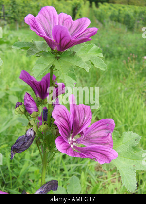 Zebrina (malva Malva Sylvestris ssp. mauritiana, Malva Sylvestris var. mauritiana, Malva mauritiana), fiori Foto Stock