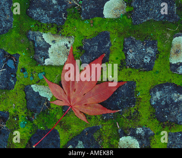 Lonely red maple leaf Foto Stock