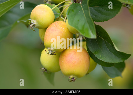Close up John Downie Crab mele su albero Foto Stock