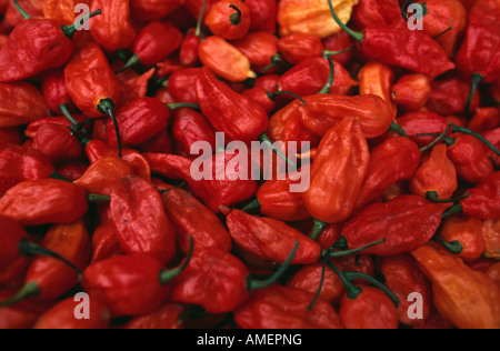 Naga Jolokia chilis nel mercato Kohima, Kohima, Nagaland, India. Foto Stock