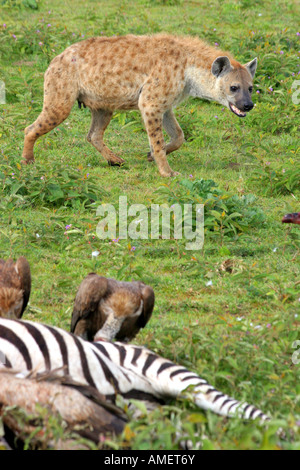 La iena scavenging cerchi una carcassa di zebra e avvoltoi su safari nel Serengeti National Park in Masai Mara della Tanzania. Foto Stock