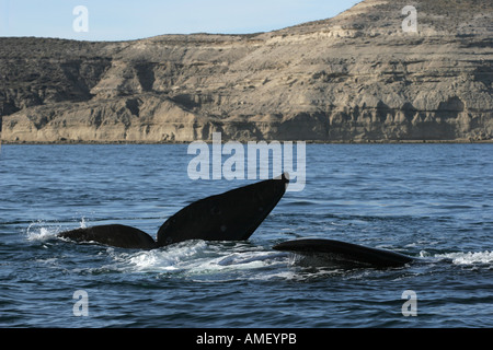 Un paio di balene australi (Eubalaena australis) in Puerto Piramides nella Peninsula de Valdez, Chubut, Patagonia, Argentina. Foto Stock