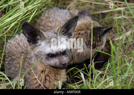 (Coppia matura) di Bat-Eared Volpi immerso nel verde erba visto su safari in Seregeti National Park, il Masai Mara, Tanzania. Foto Stock