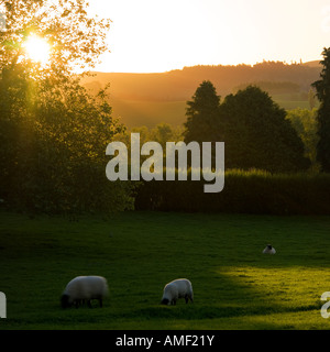 Pecore in archiviato con la luce solare Foto Stock