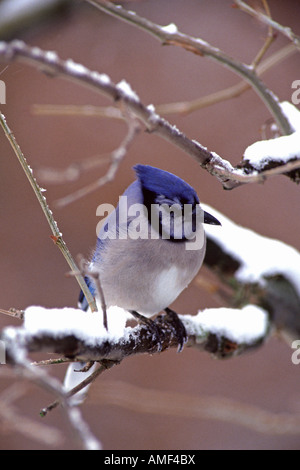 Blue Jay arroccato nella neve - Verticale Foto Stock
