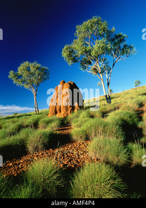 Spinifex erba, Termite tumuli e gomma di alberi, Karijini National Park, Australia Foto Stock