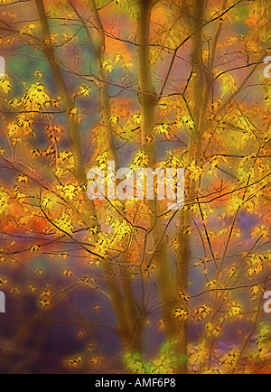 Albero in autunno, vicino Parry Sound, Ontario, Canada Foto Stock