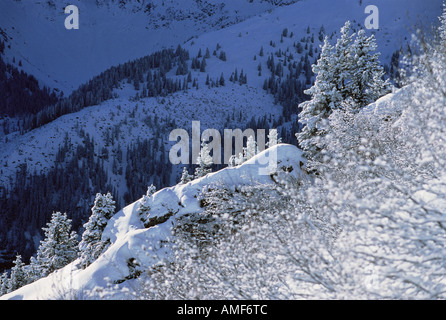 Panoramica della coperta di neve alberi e paesaggio, regione di Jungfrau, Svizzera Foto Stock