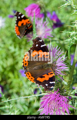 Red admiral farfalle sui viola di fiori selvaggi. Parco Nazionale di Garajonay, Parque Nacional de Garajonay, La Gomera, isole Canarie Foto Stock