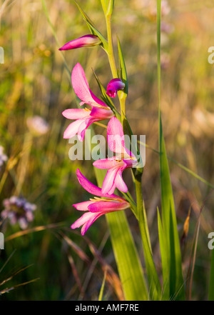 Wild gladiolus, Gladiolus illyricus, impianti di fiori selvaggi sull isola di La Gomera, isole Canarie Foto Stock